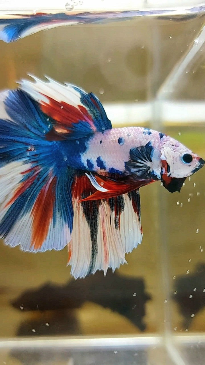 HALFMOON ROSETAIL BLUE FANCY MULTICOLOR UNIQUE PATTERN BETTA FISH