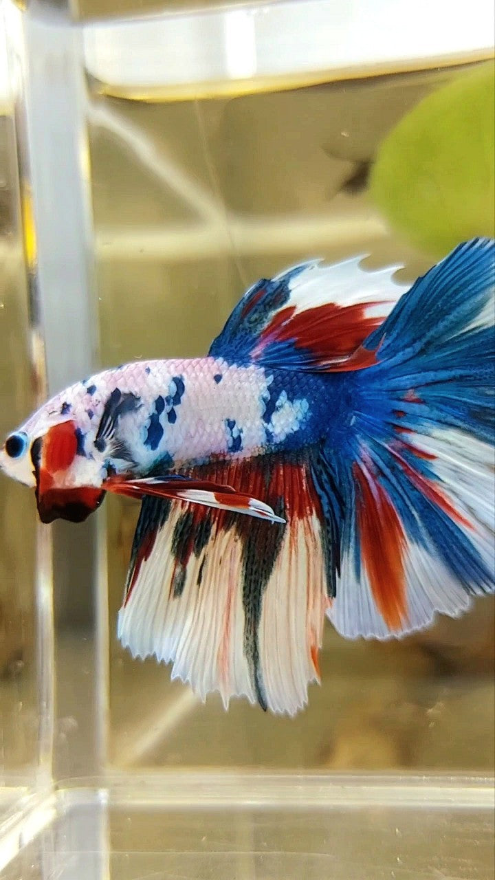 HALFMOON ROSETAIL BLUE FANCY MULTICOLOR UNIQUE PATTERN BETTA FISH