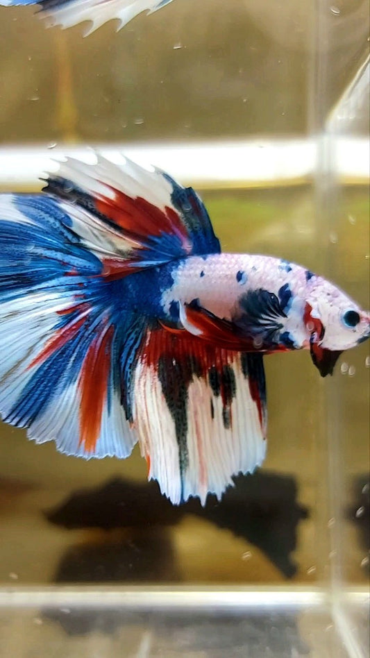 HALFMOON ROSETAIL BLUE FANCY MULTICOLOR UNIQUE PATTERN BETTA FISH