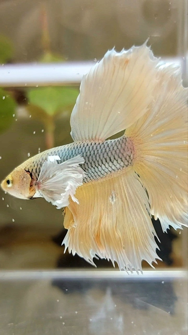 HALFMOON DUMBO EAR YELLOW COPPER BETTA FISH