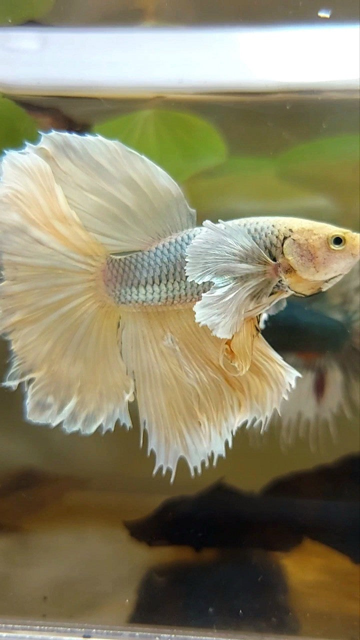 HALFMOON DUMBO EAR YELLOW COPPER BETTA FISH