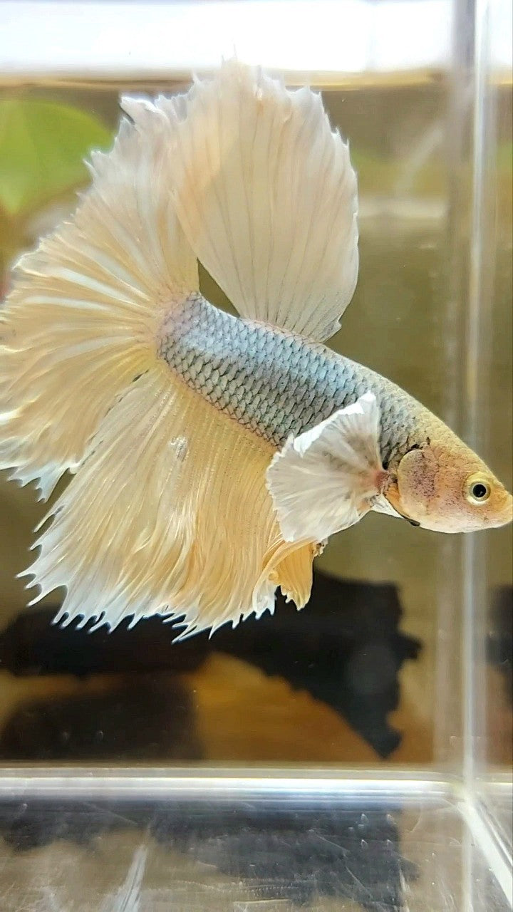 HALFMOON DUMBO EAR YELLOW COPPER BETTA FISH