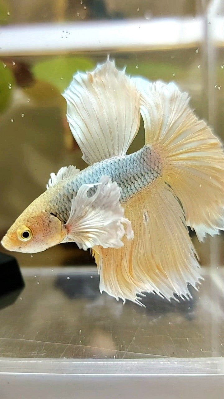 HALFMOON DUMBO EAR YELLOW COPPER BETTA FISH