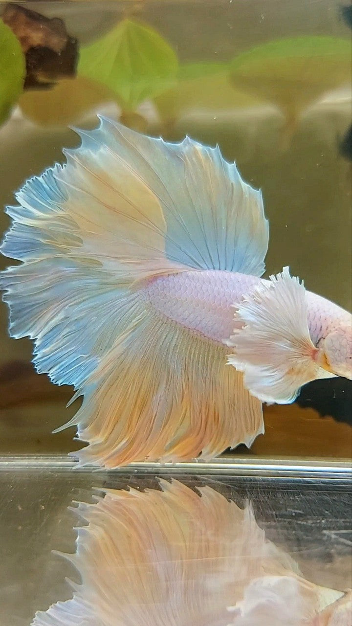 HALFMOON SUPER DUMBO EAR ROSETAIL YELLOW PINEAPPLE UNICORN BETTA FISH