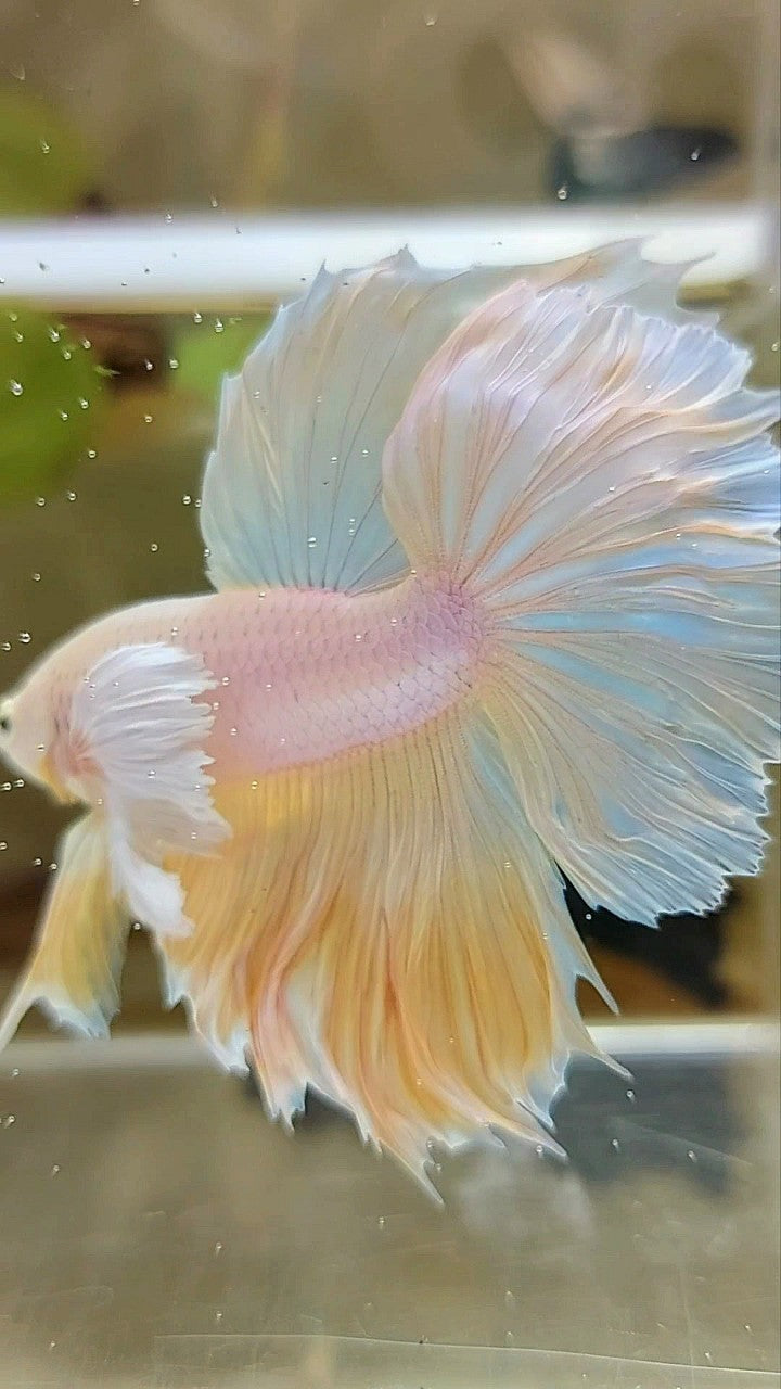 HALFMOON SUPER DUMBO EAR ROSETAIL YELLOW PINEAPPLE UNICORN BETTA FISH