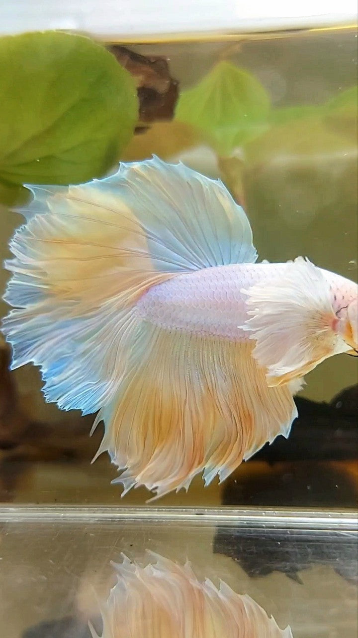 HALFMOON SUPER DUMBO EAR ROSETAIL GELBE ANANAS EINHORN BETTA FISCH