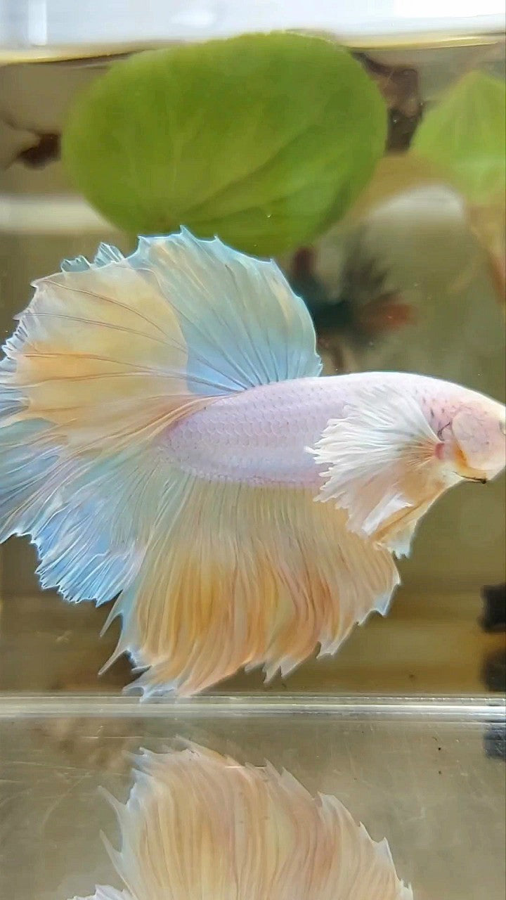 HALFMOON SUPER DUMBO EAR ROSETAIL GELBE ANANAS EINHORN BETTA FISCH