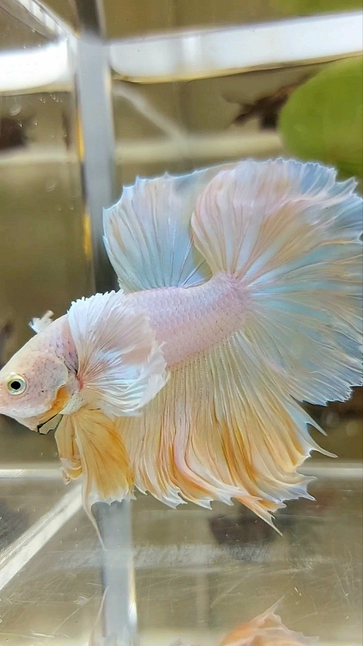 HALFMOON SUPER DUMBO EAR ROSETAIL GELBE ANANAS EINHORN BETTA FISCH