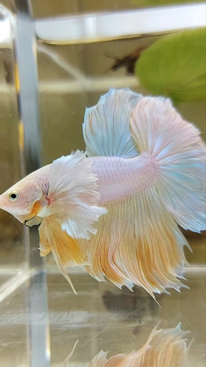 HALFMOON SUPER DUMBO EAR ROSETAIL GELBE ANANAS EINHORN BETTA FISCH