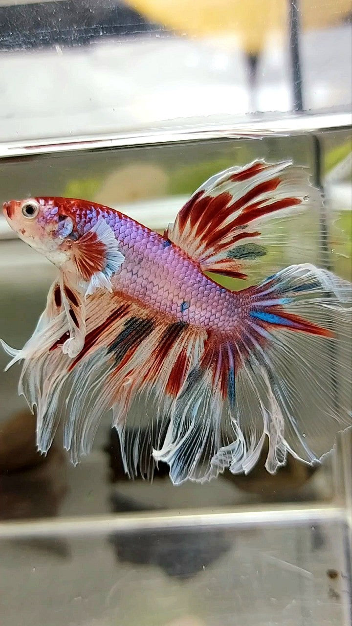 XL HALFMOON BIG EAR ROSETAIL KOI PINK CANDY MULTICOLOR BETTA FISH