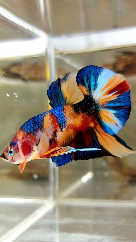 PLAKAT ORANGE METTALISCHER MEHRFARBIGER BETTA-FISCH