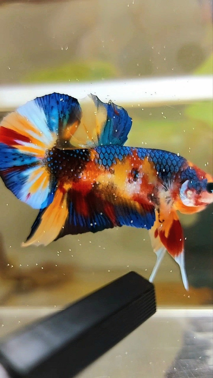 PLAKAT ORANGE METTALIC MULTICOLOR BETTA FISH