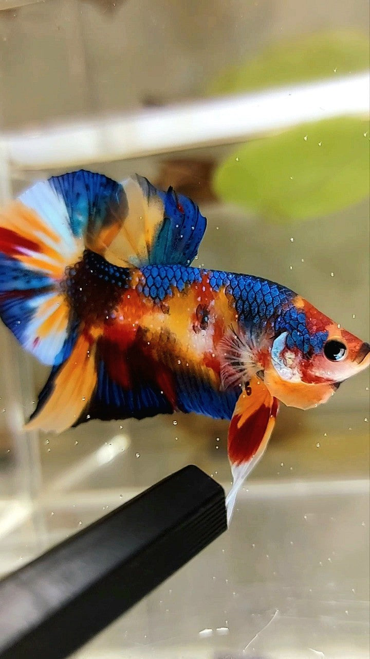 PLAKAT ORANGE METTALIC MULTICOLOR BETTA FISH