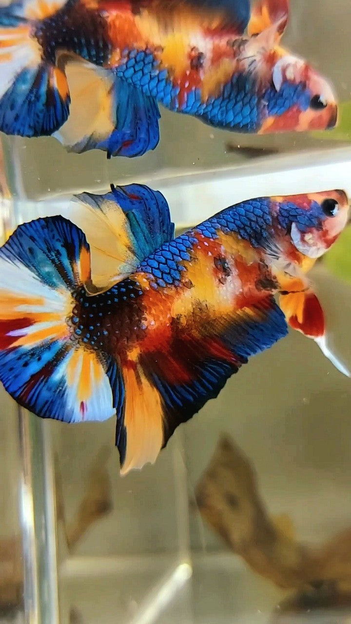 PLAKAT ORANGE METTALIC MULTICOLOR BETTA FISH