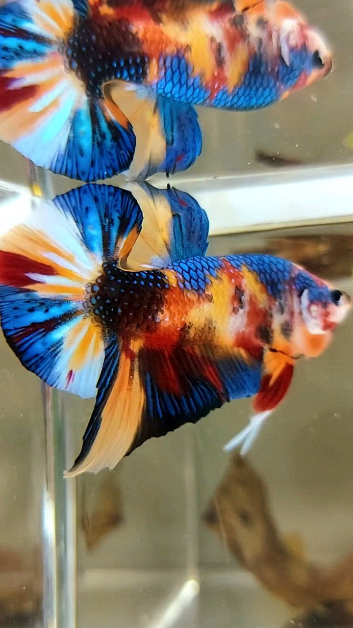 PLAKAT ORANGE METTALIC MULTICOLOR BETTA FISH