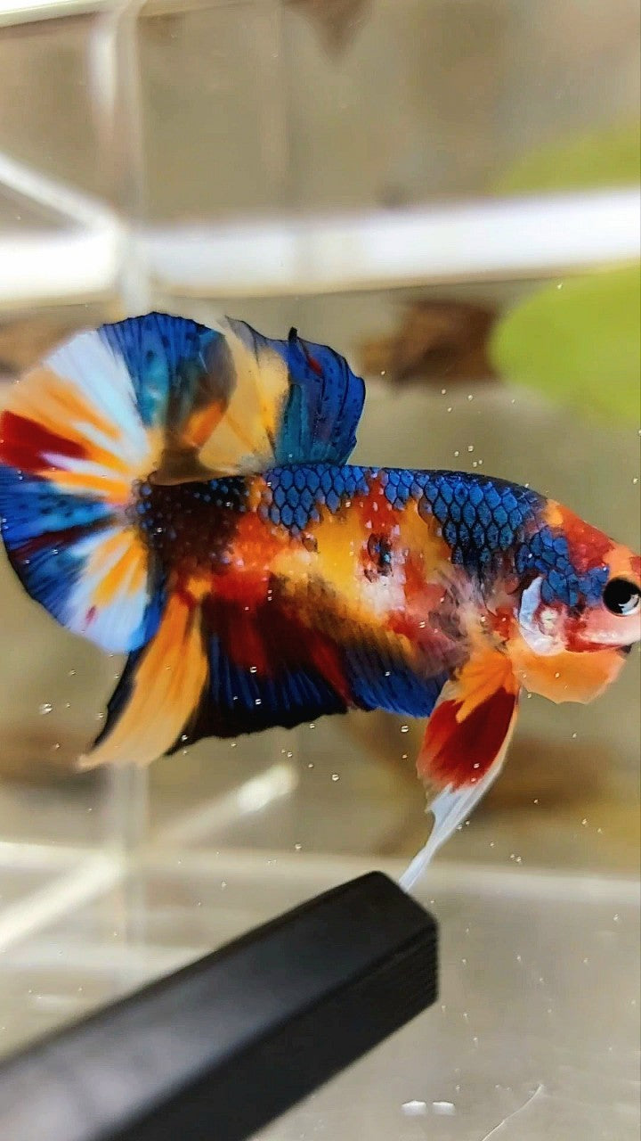 PLAKAT ORANGE METTALIC MULTICOLOR BETTA FISH