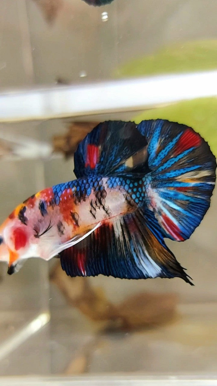 PLAKAT BLACK METTALIC MULTICOLOR BETTA FISH