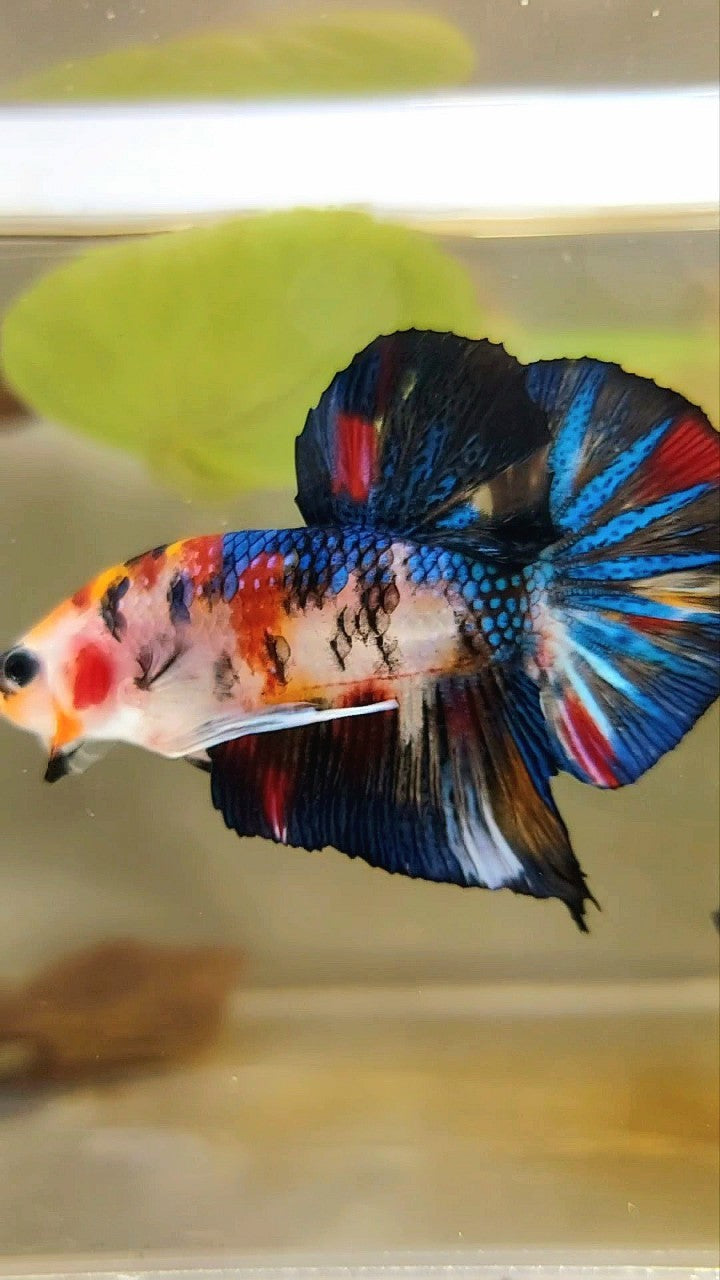 PLAKAT BLACK METTALIC MULTICOLOR BETTA FISH