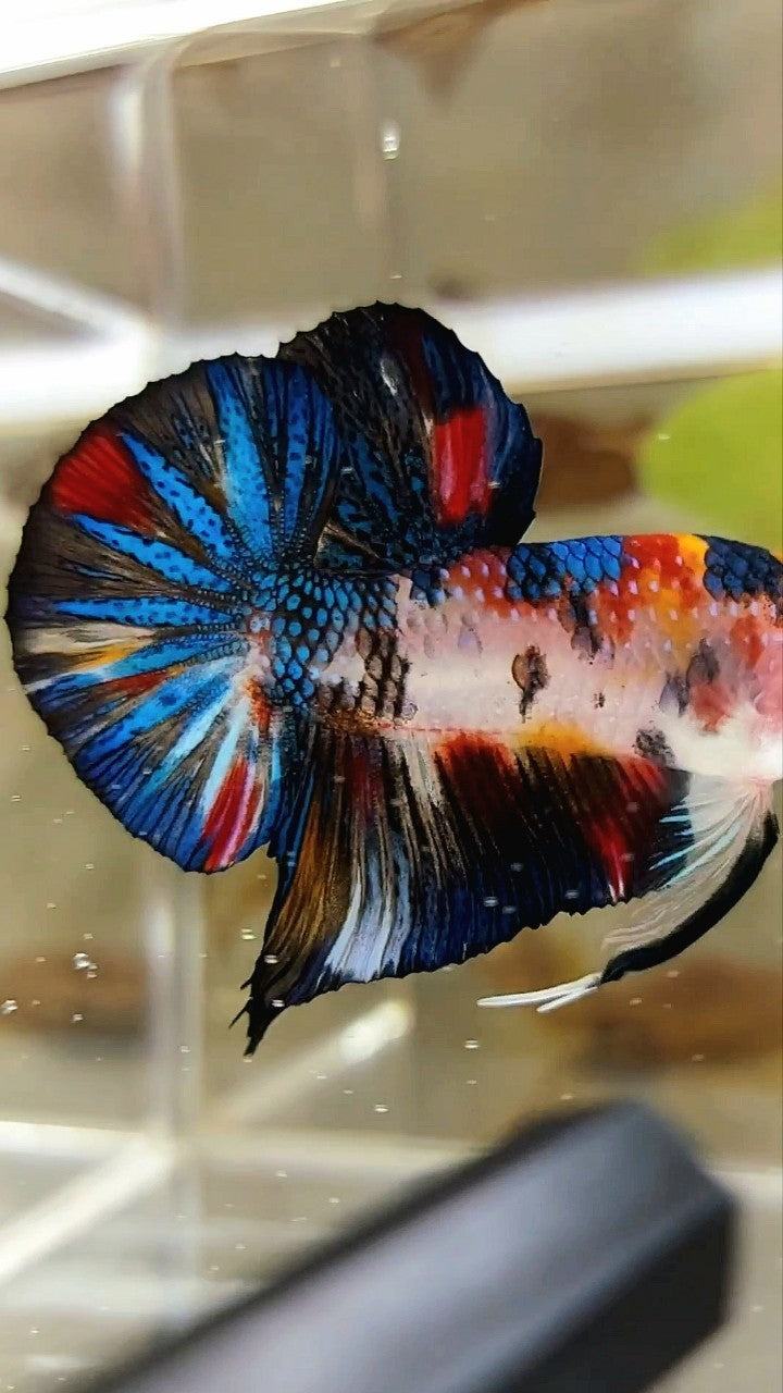 PLAKAT BLACK METTALIC MULTICOLOR BETTA FISH