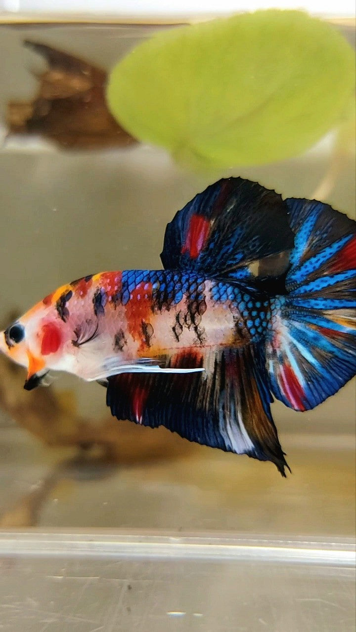 PLAKAT BLACK METTALIC MULTICOLOR BETTA FISH