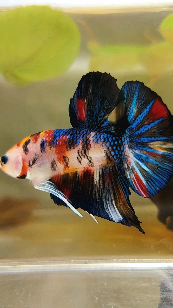 PLAKAT BLACK METTALIC MULTICOLOR BETTA FISH