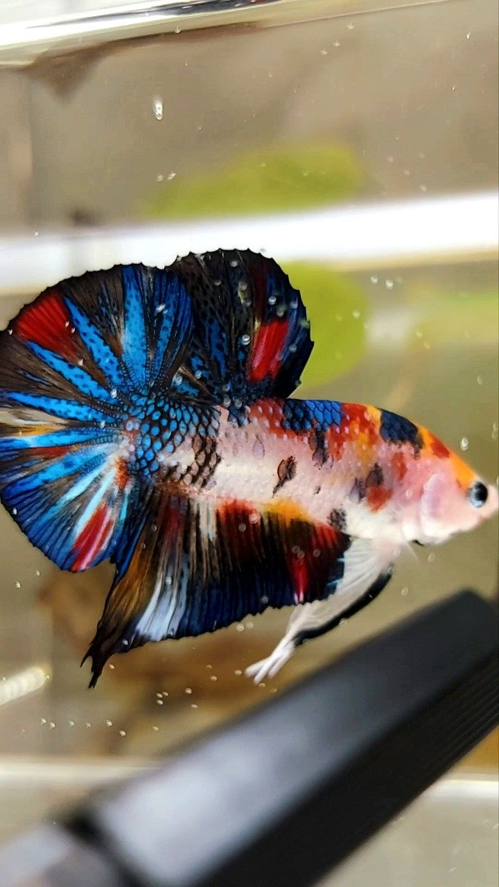 PLAKAT BLACK METTALIC MULTICOLOR BETTA FISH