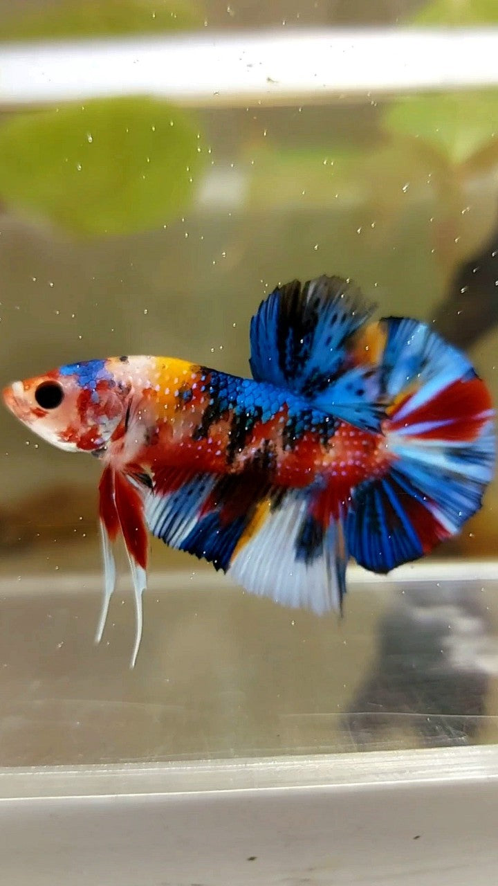 PLAKAT SCHWARZ ORANGE METALLIC MULTICOLOR BETTA FISH