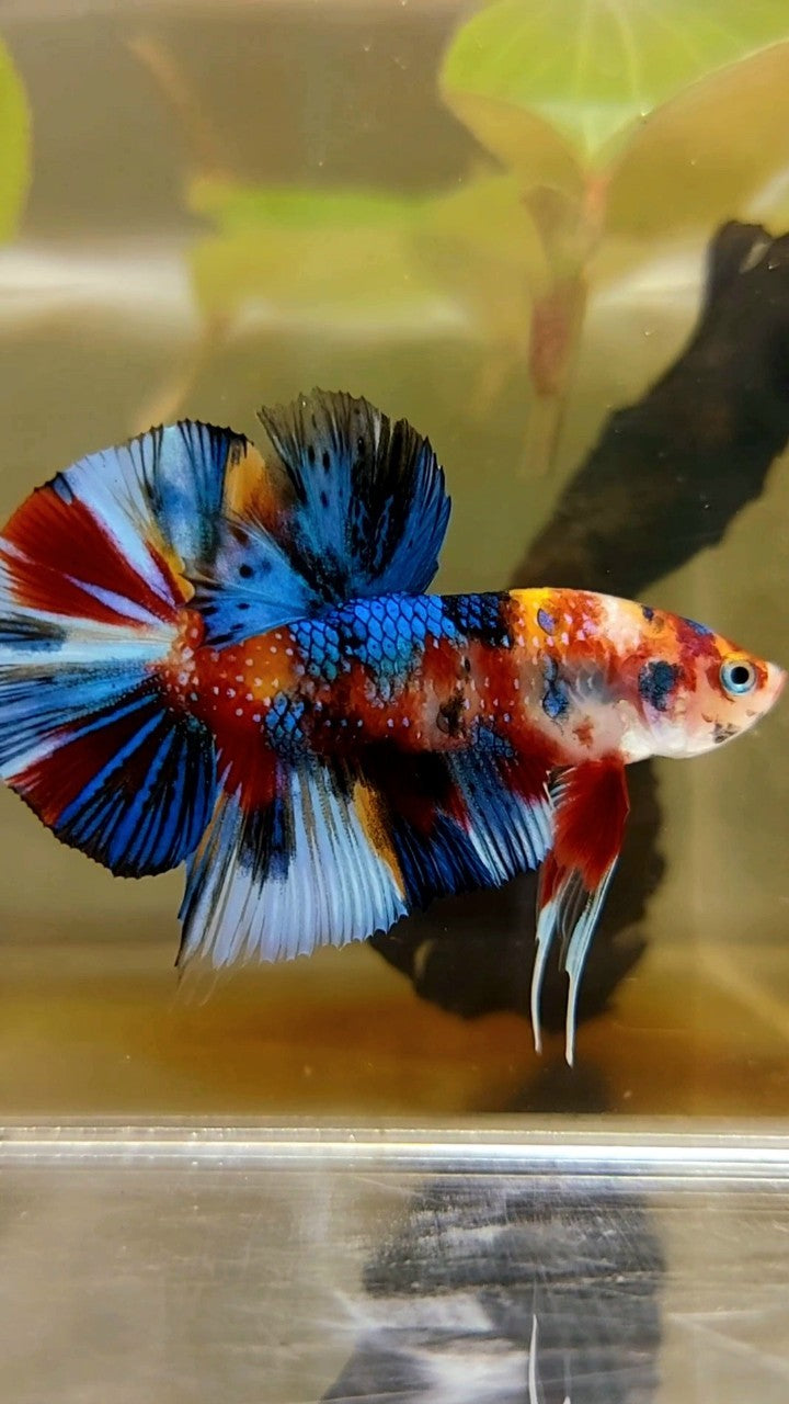 PLAKAT BLACK ORANGE METTALIC MULTICOLOR BETTA FISH