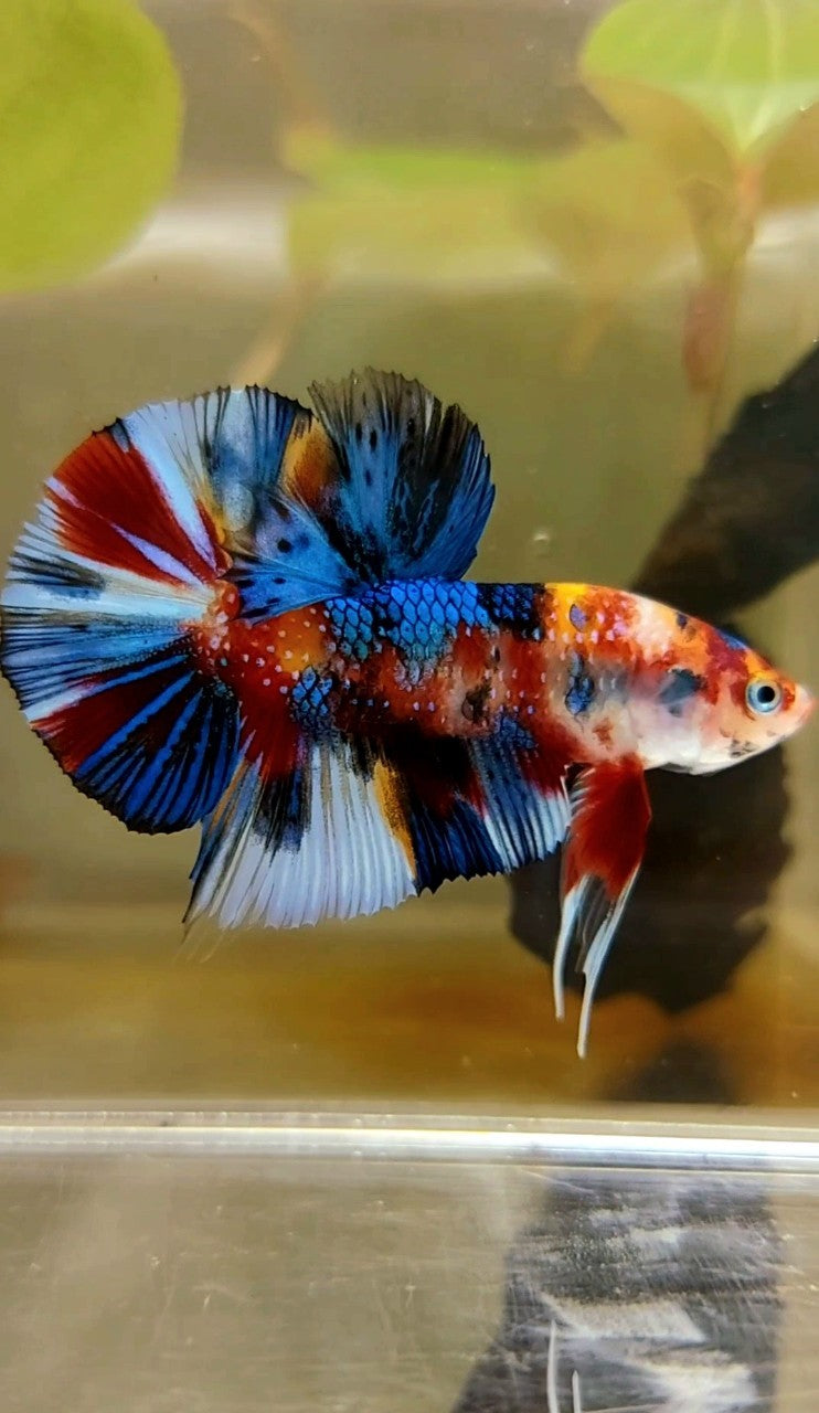 PLAKAT SCHWARZ ORANGE METALLIC MULTICOLOR BETTA FISH