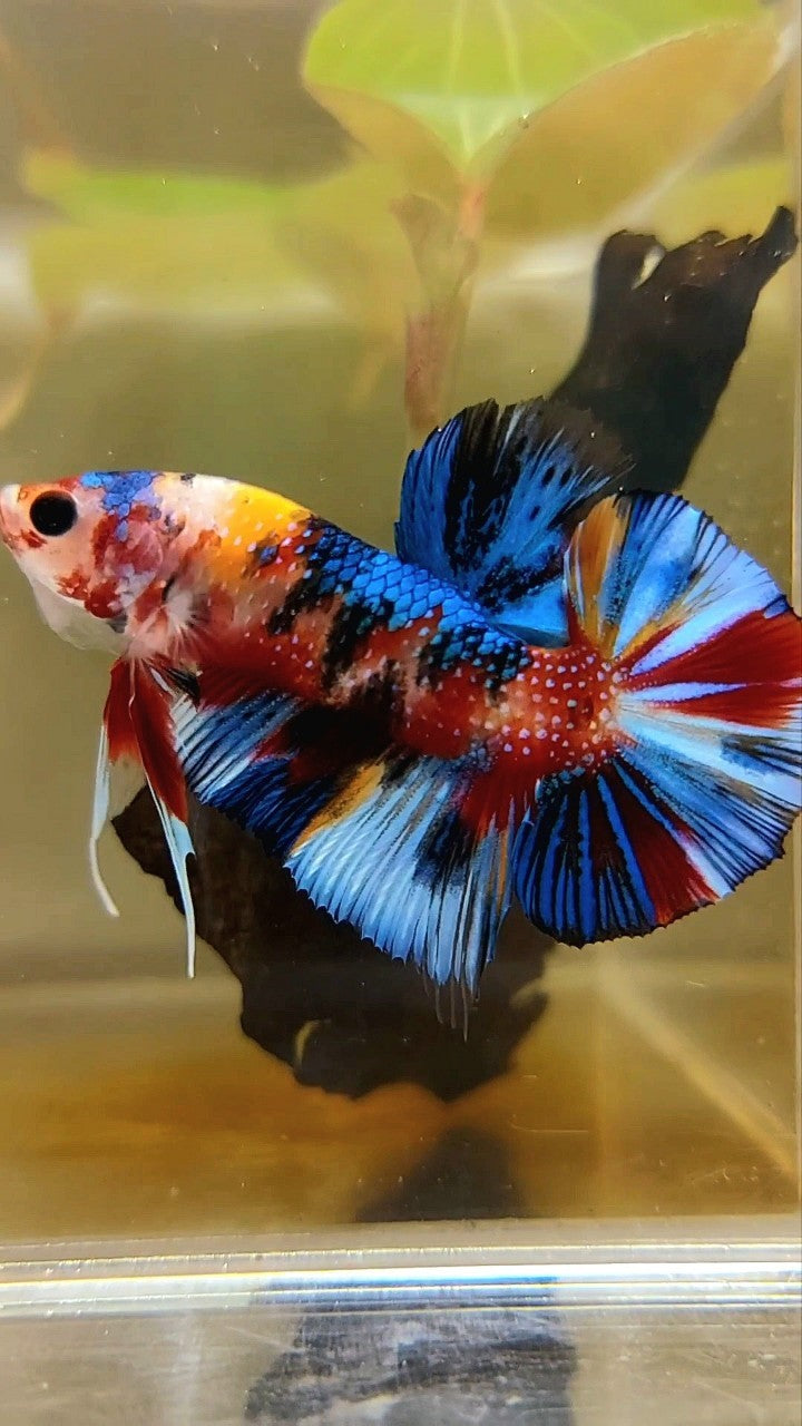 PLAKAT BLACK ORANGE METTALIC MULTICOLOR BETTA FISH