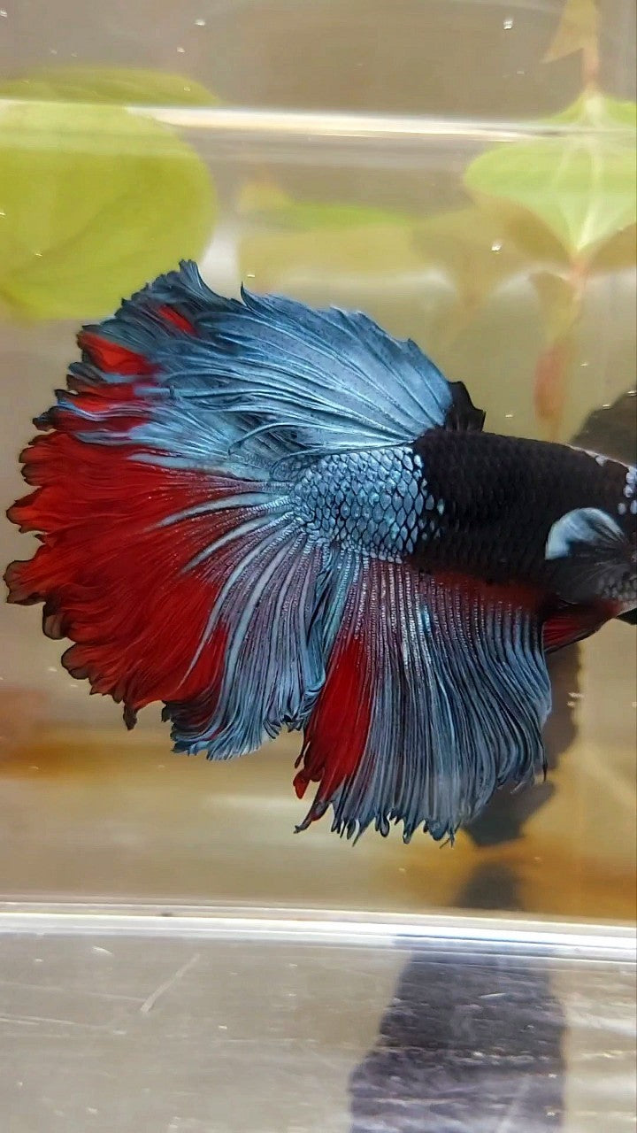 HALFMOON ROSETAIL BLACK SERIES AVATAR UNIQUE BETTA FISH