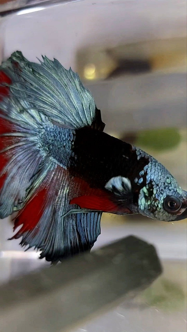 HALFMOON ROSETAIL BLACK SERIES AVATAR EINZIGARTIGER BETTA-FISCH