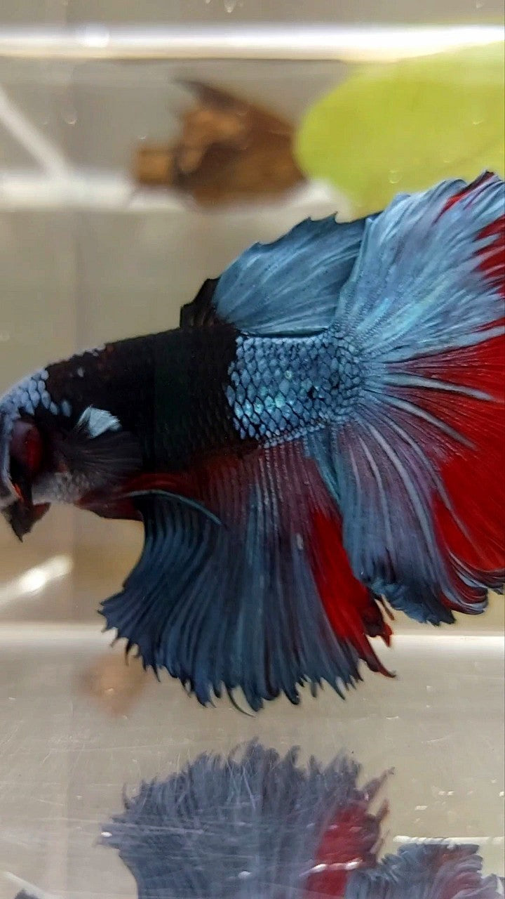 HALFMOON ROSETAIL BLACK SERIES AVATAR EINZIGARTIGER BETTA-FISCH