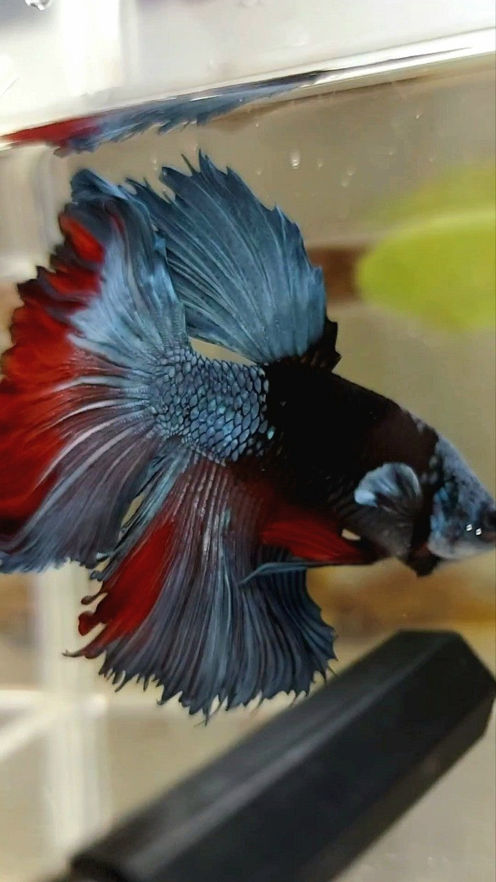 HALFMOON ROSETAIL BLACK SERIES AVATAR UNIQUE BETTA FISH