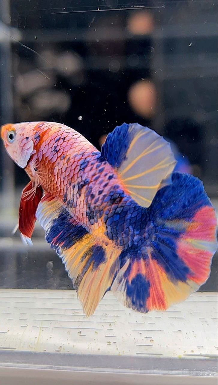 PLAKAT RAINBOW MULTICOLOR BETTA FISH