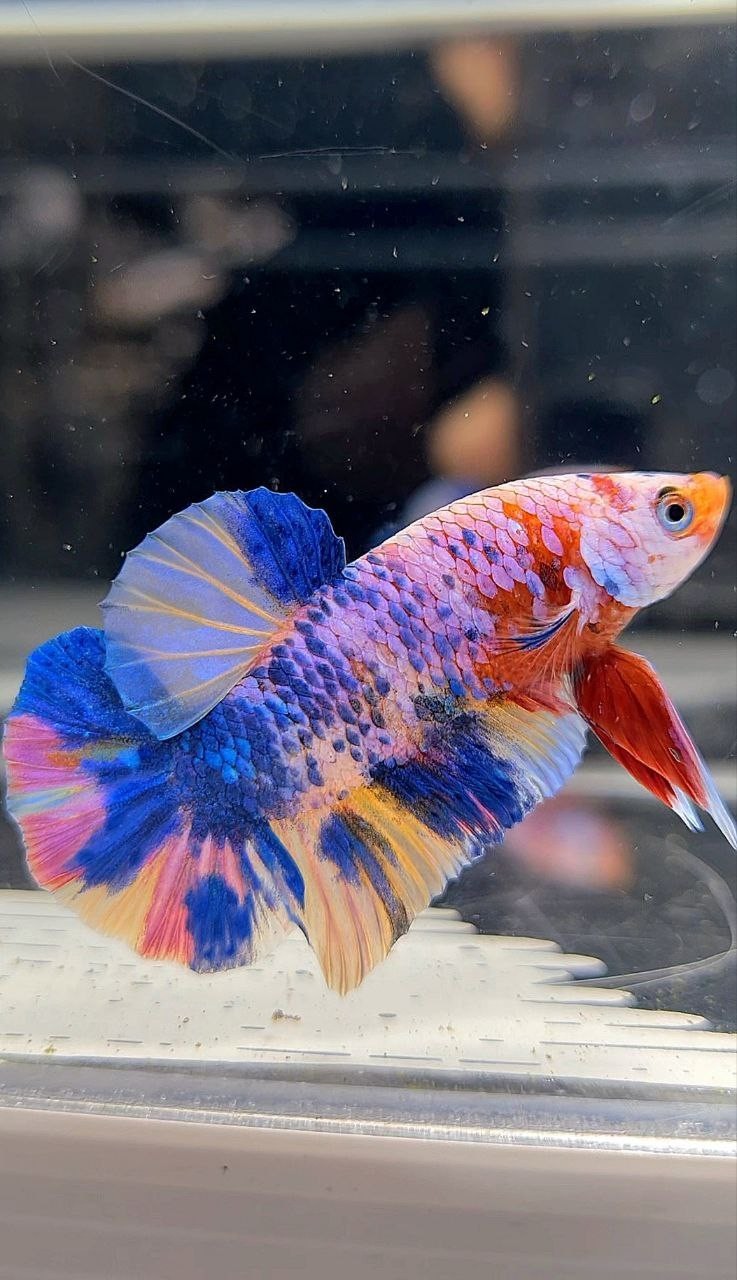 PLAKAT RAINBOW MULTICOLOR BETTA FISH