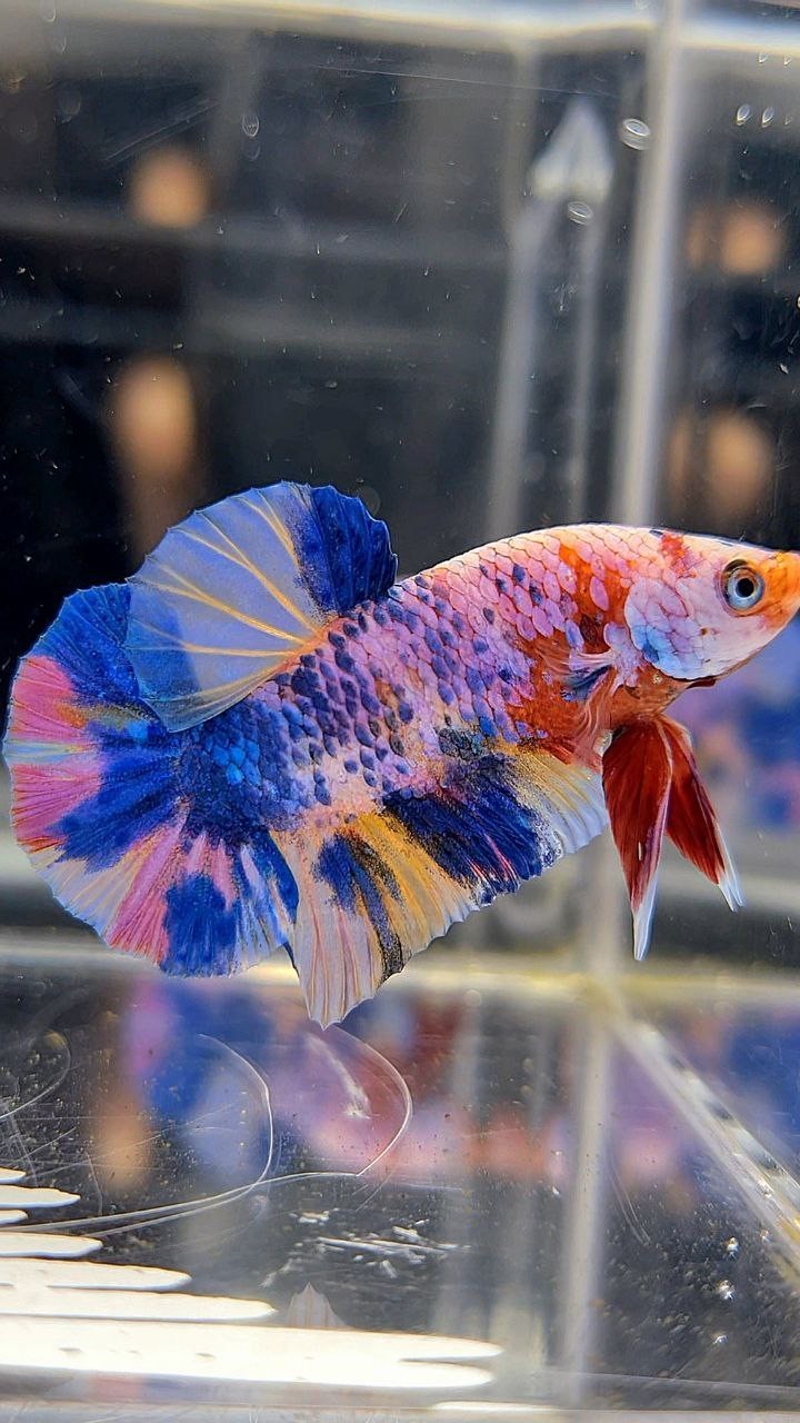 PLAKAT RAINBOW MULTICOLOR BETTA FISH