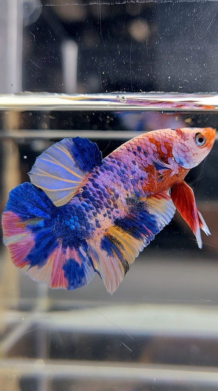 PLAKAT RAINBOW MULTICOLOR BETTA FISH