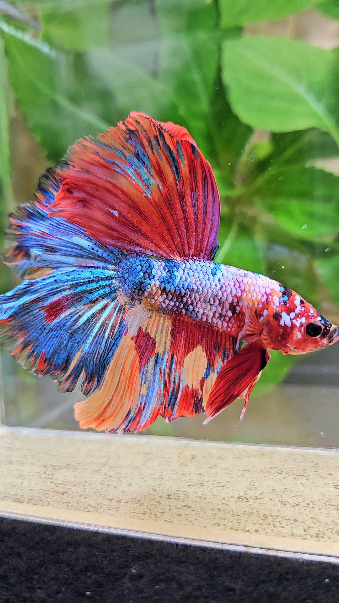 HALFMOON ROSETAIL RAINBOW FANCY MULTICOLOR BETTA FISH