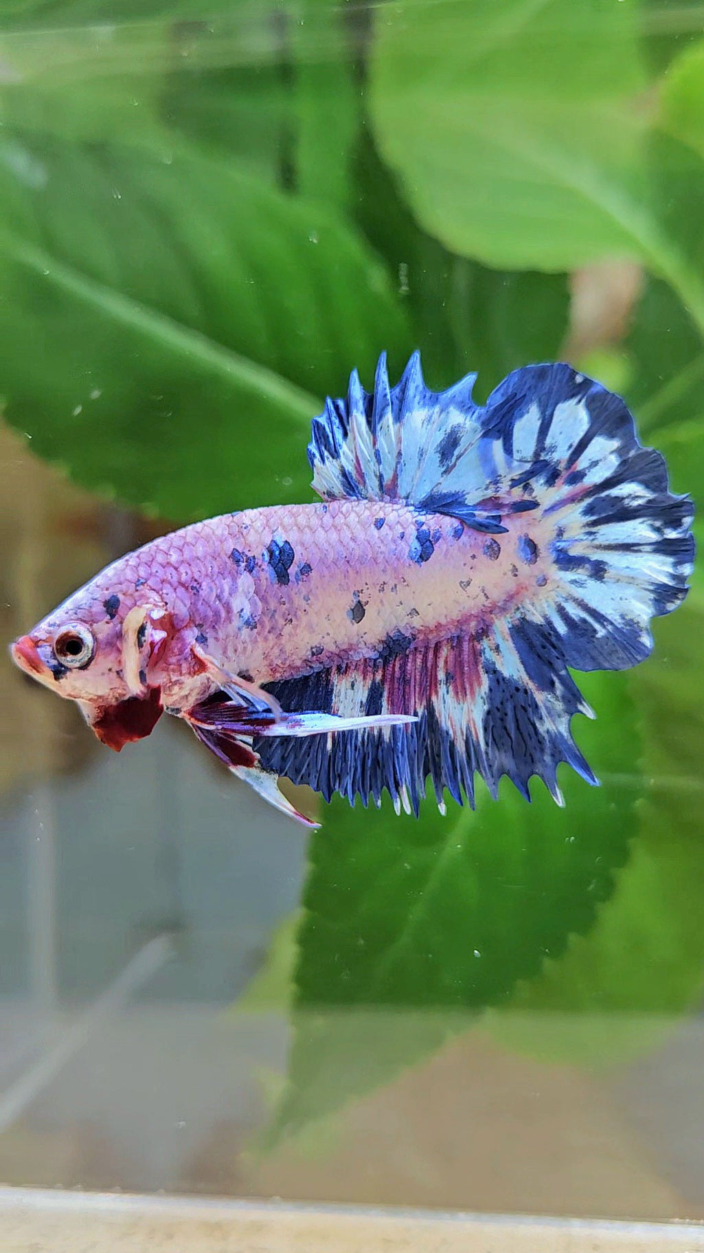 CROWNTAIL PLAKAT PINK PURPLE BLUE DOTS MARBLE BETTA FISH
