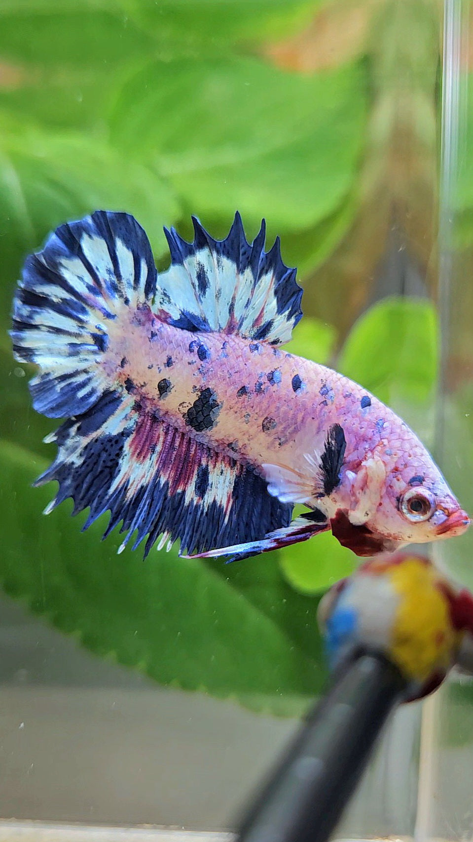 CROWNTAIL PLAKAT PINK PURPLE BLUE DOTS MARBLE BETTA FISH
