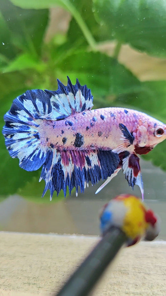 CROWNTAIL PLAKAT PINK PURPLE BLUE DOTS MARBLE BETTA FISH