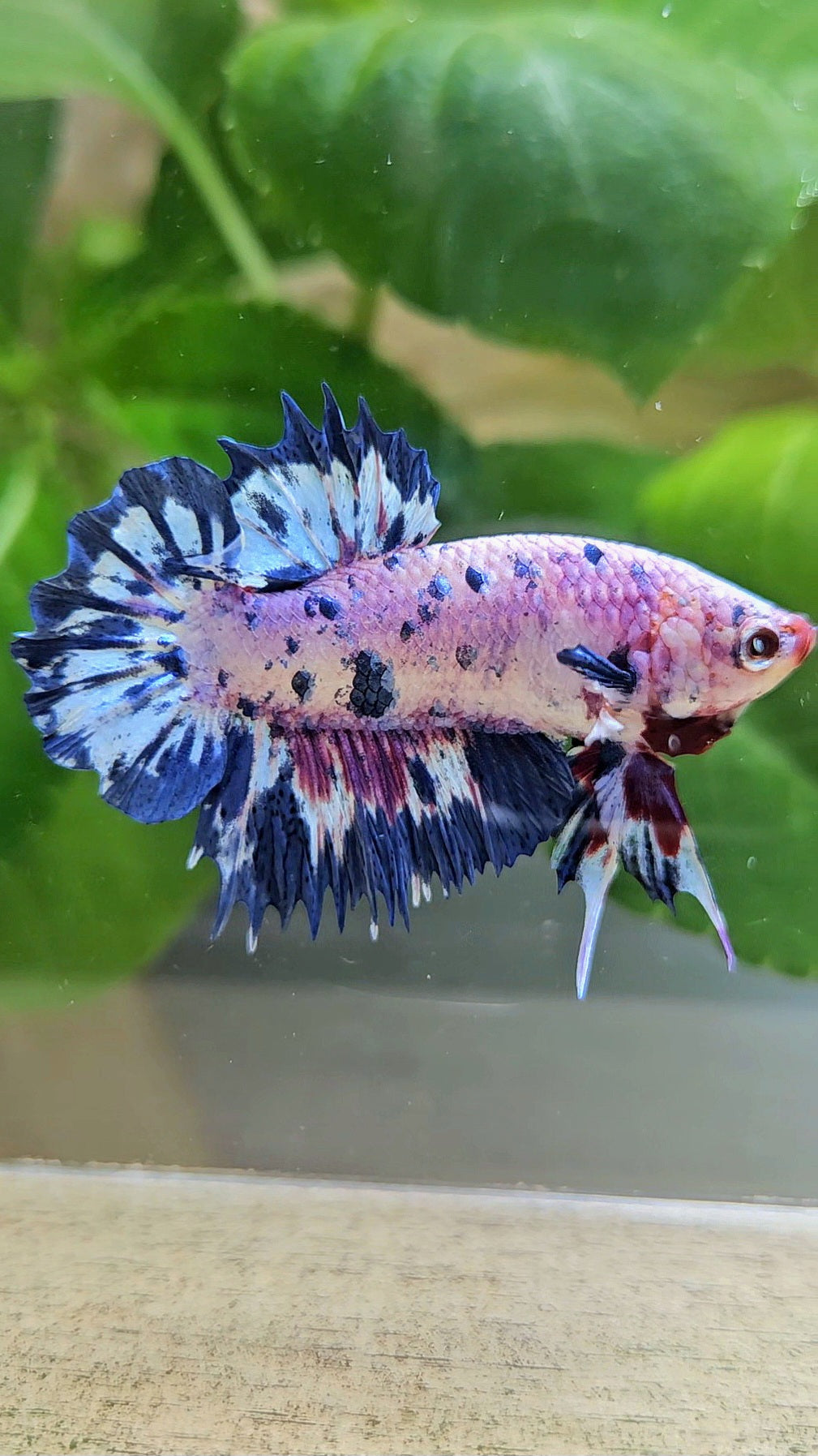 CROWNTAIL PLAKAT PINK PURPLE BLUE DOTS MARBLE BETTA FISH