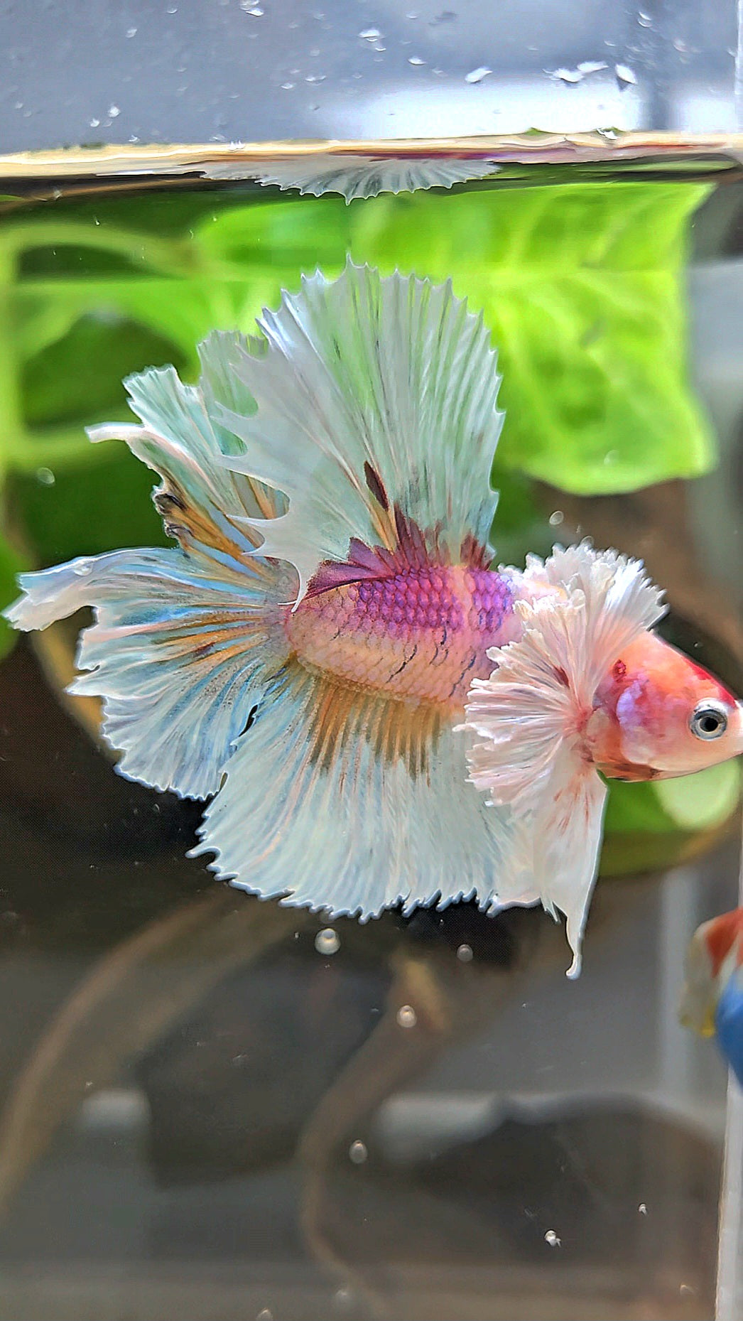 HALFMOON DUMBO EAR CANDY MULTICOLOR BETTA FISH