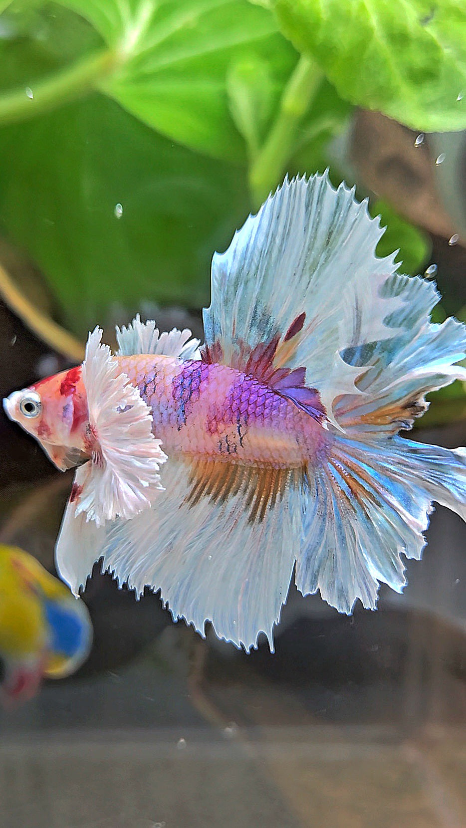 HALFMOON DUMBO EAR CANDY MULTICOLOR BETTA FISH
