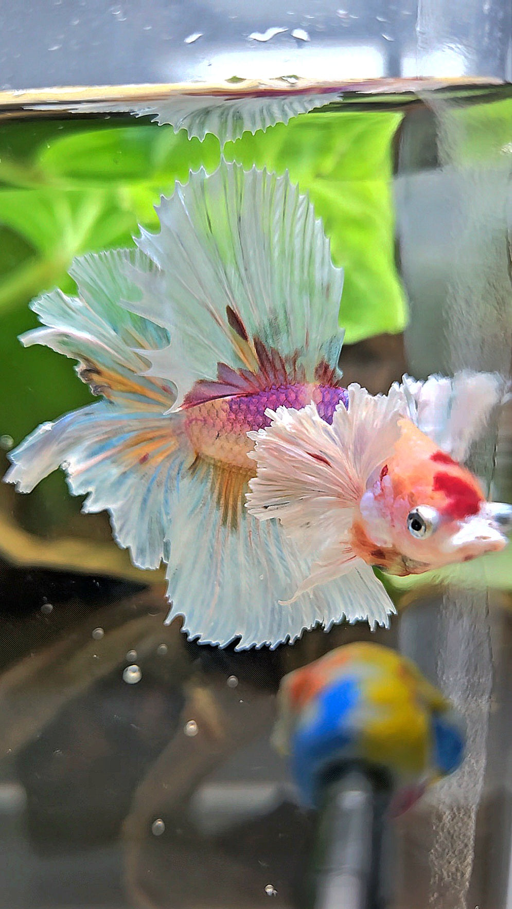 HALFMOON DUMBO EAR CANDY MULTICOLOR BETTA FISH