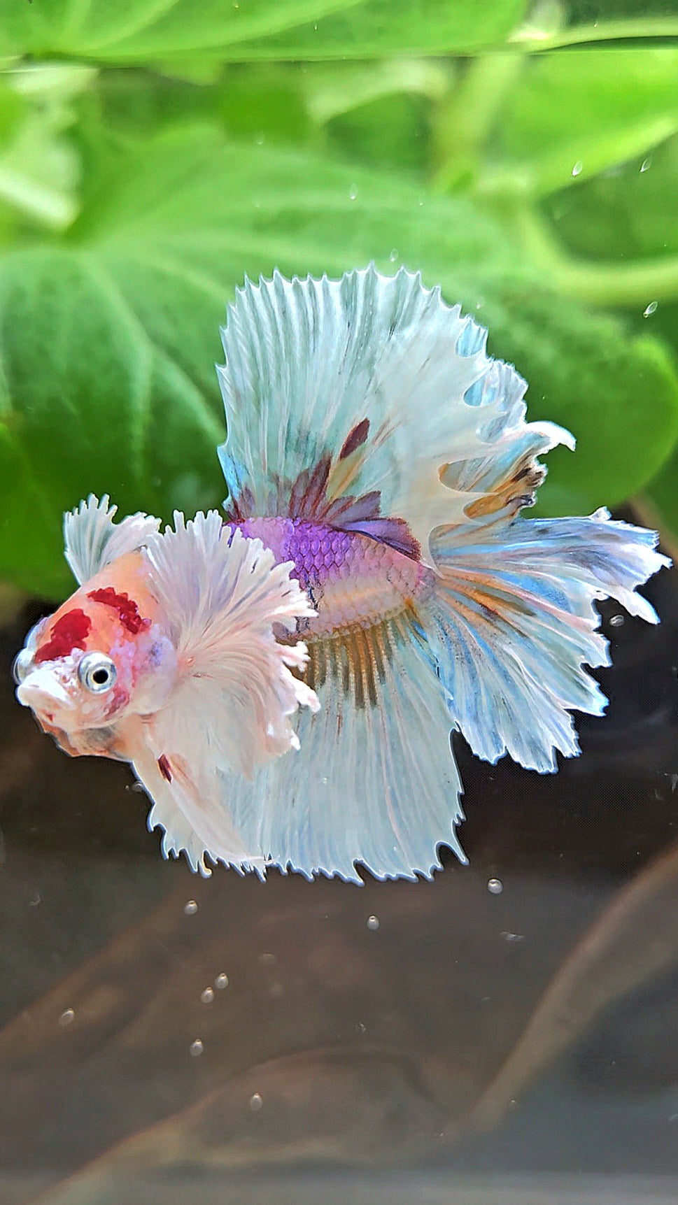 HALFMOON DUMBO EAR CANDY MULTICOLOR BETTA FISH