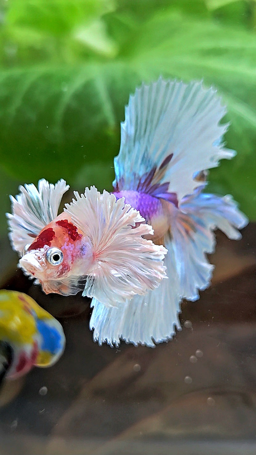 HALFMOON DUMBO EAR CANDY MULTICOLOR BETTA FISH