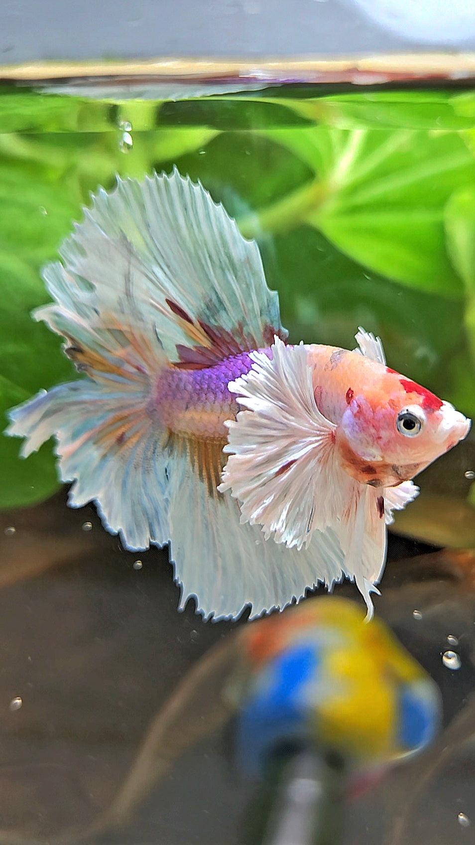 HALFMOON DUMBO EAR CANDY MULTICOLOR BETTA FISH