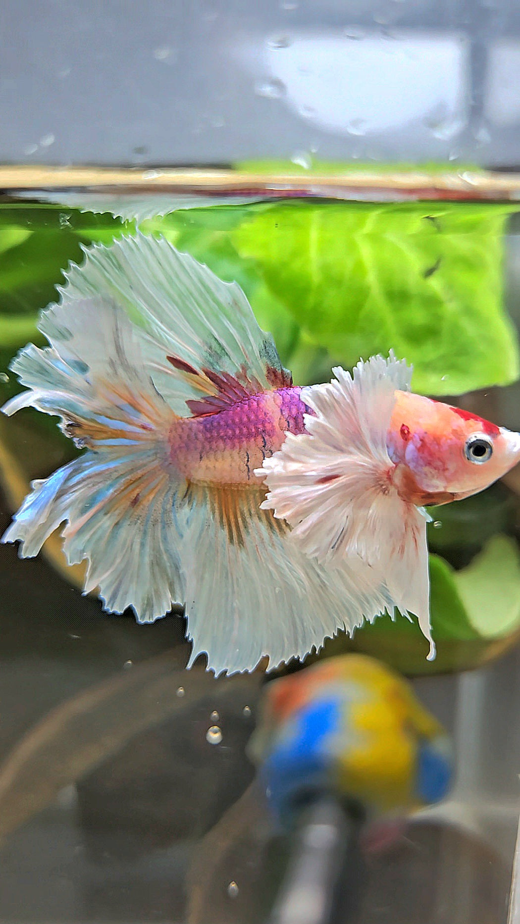 HALFMOON DUMBO EAR CANDY MULTICOLOR BETTA FISH